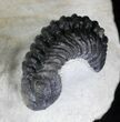 Hollardops Trilobite With Phacops #21541-5